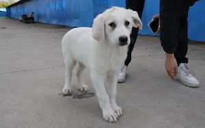 Zuhause gesucht für Snowy