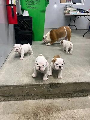Englische Bulldoggenwelpen abzugeben. 