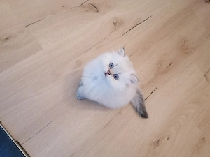 Blh kitten männlich 