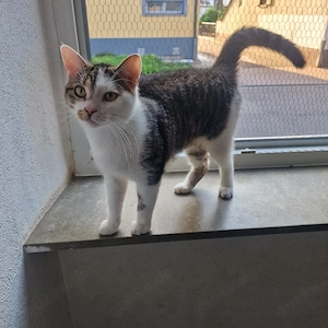 katzengeschwiester suchen neues Zuhause 