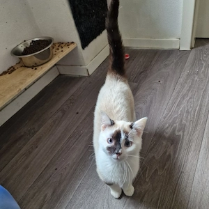 katzengeschwiester 