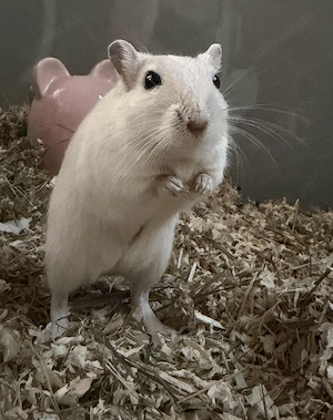 Männliche Rennmaus, Gerbil, Wüstenrennmaus sucht ein neues Zuhause 