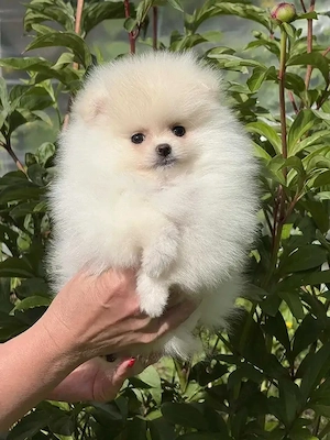 Wunderschöne Zwergspitz-Pomeranian welpen