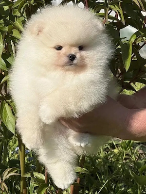 Wunderschöne Zwergspitz-pomeranian welpen