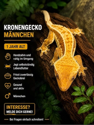 krongecko männchen