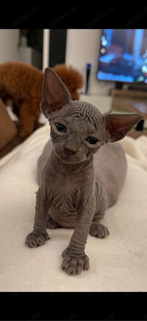 sphynx kitten, ein mädchen noch frei 