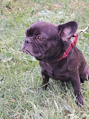 *AMALIE* - eine französische Bulldogge