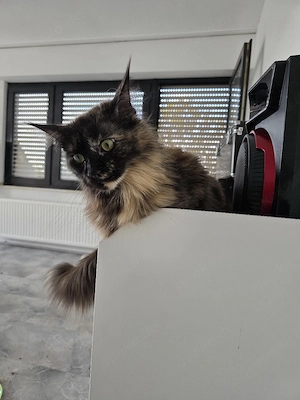 Maine Coon Dame 