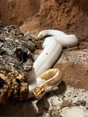 Ultramel Piebald, Königspython, Pärchen, Wildfarben, Mojave, 