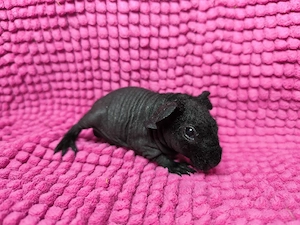Skinny Pig Böckchen