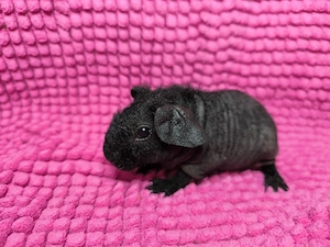 Skinny Pig Mädels