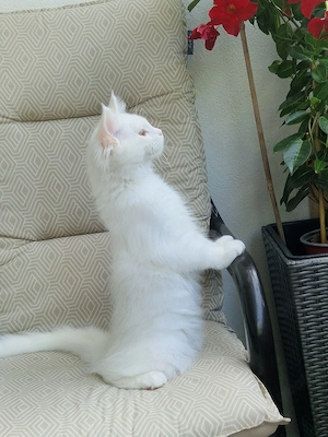 Maine Coon XXL Reinrassige Weiß 