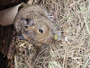 Männliche kleine Degus 