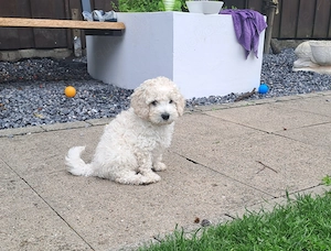 Cockapoo  Cockerpoo Welpen 