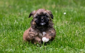 Shih Tzu Welpen 