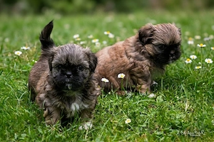 Shih Tzu Welpen 