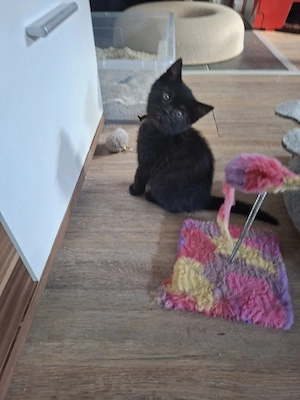 BKH-Mix Kitten 