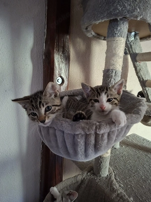 BKH-MIX Kitten auszugsbereit 
