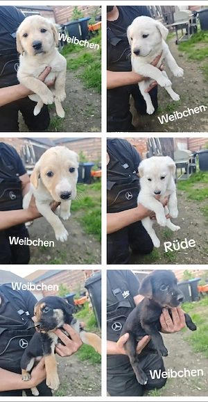 Wir suchen ein neues Zuhause 