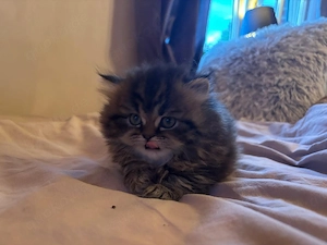 Perserkatzen Kitten Babys