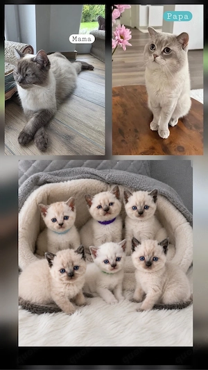 BKH Kitten 