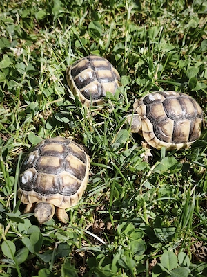Breitrand Landschildkröten