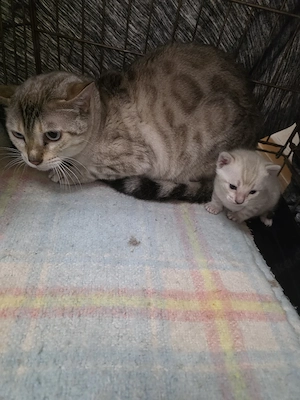 katzen wegen allergie abzugeben 
