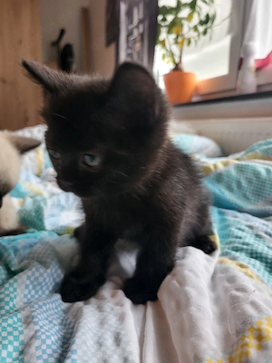 Elvis ein BKH BLH kater 