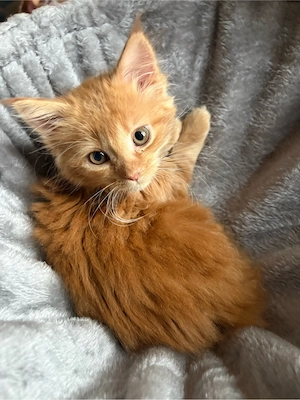 Orangenes Maine Coon Kitten (Mädchen)