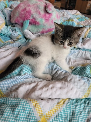 Lilli eine BKH BLH katze 