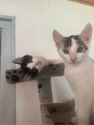 kater abzugeben 
