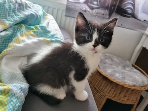 Wölkchen ein BLH BKH kater 