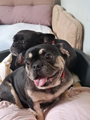 *PETUNIA* Ich bin sehr freundlich und sozial, für meine Rasse aktiv und neugierig