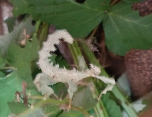 Australischen Gespenstschrecken - grüne "Lichen-Form" (Extatosoma tiaratum) Bild 2