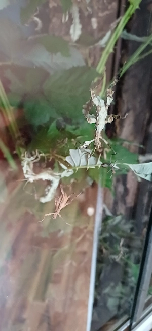 Australischen Gespenstschrecken - grüne "Lichen-Form" (Extatosoma tiaratum) Bild 3