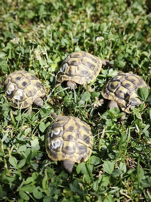 Griechische Landschildkröten