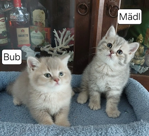 BKH Kitten reinrassig