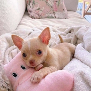 Chihuahua-Welpen 