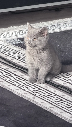 katzen baby kitten bkh reinrassig