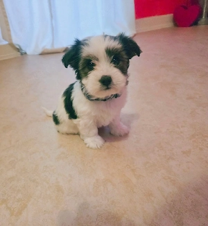 Bichon Havaneser Mädchen welpe