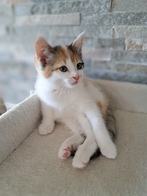 Süsse Kitten Katzen Nachwuchs, suchen neues liebevolles Zuhause 
