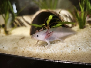 Axolotl Babys Hobby-Nachzuchten suchen ein neues Zuhause 