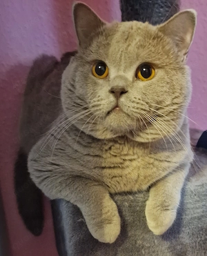Deckkater BKH lilac mit Stammbaum