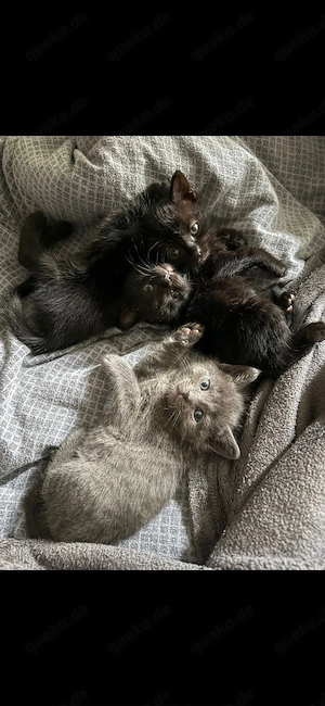 Russisch blau   bombay kitten