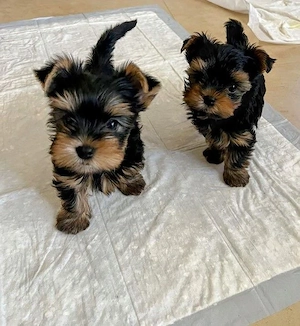      Wunderschöne Yorkshire-Terrier-Welpen suchen ein liebevolles Zuhause     
