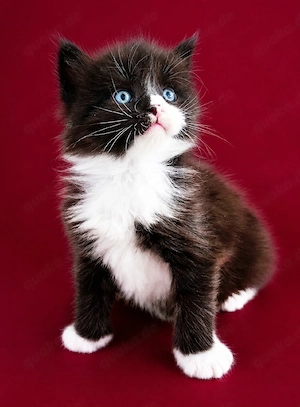 Reissige Maine Coon Kitten 