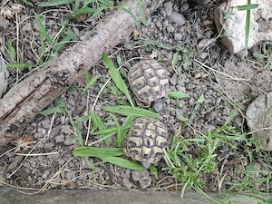 Griechische Landschildkröten