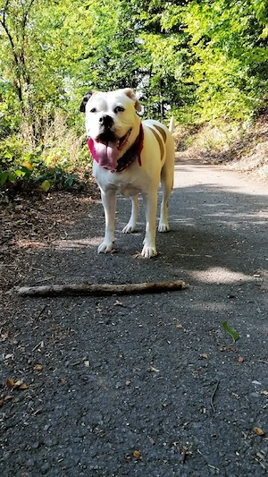 old english bulldoge mix