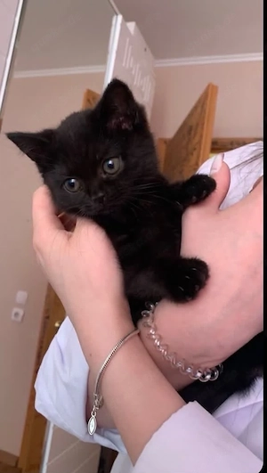 Zwei liebevolle BKH-Mix-Kitten suchen ein neues Zuhause