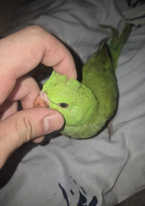 Baby Halsbandsittich 